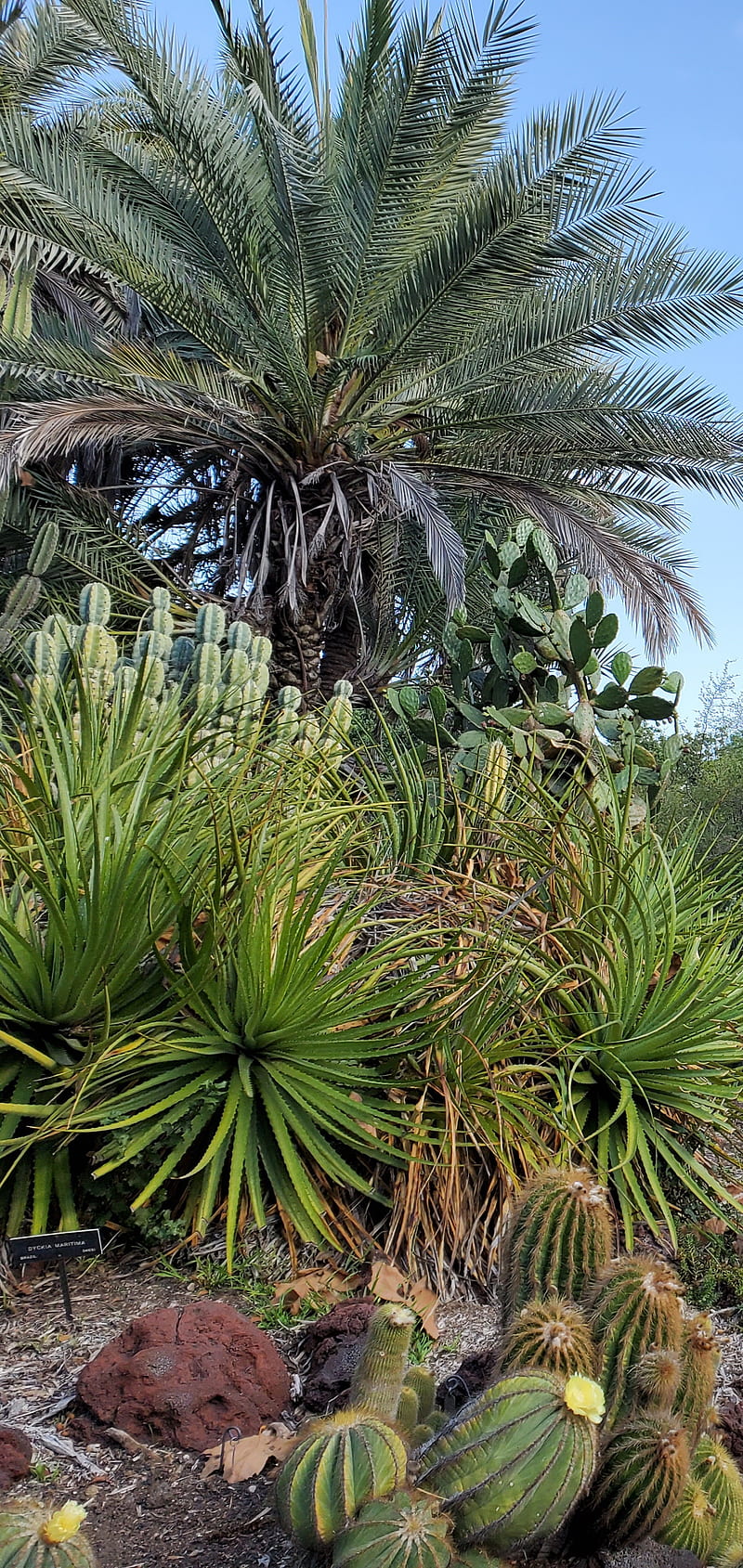 Palm Tree, plage, tropical, HD phone wallpaper
