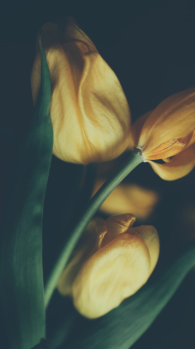 Easter Tulips, flower, flowers tulip, yellow, HD phone wallpaper
