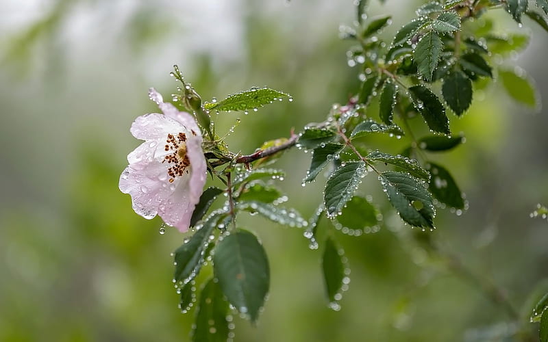 Wild Rose with Dewdrops, nature, dewdrops, rose, wild, pink, HD wallpaper