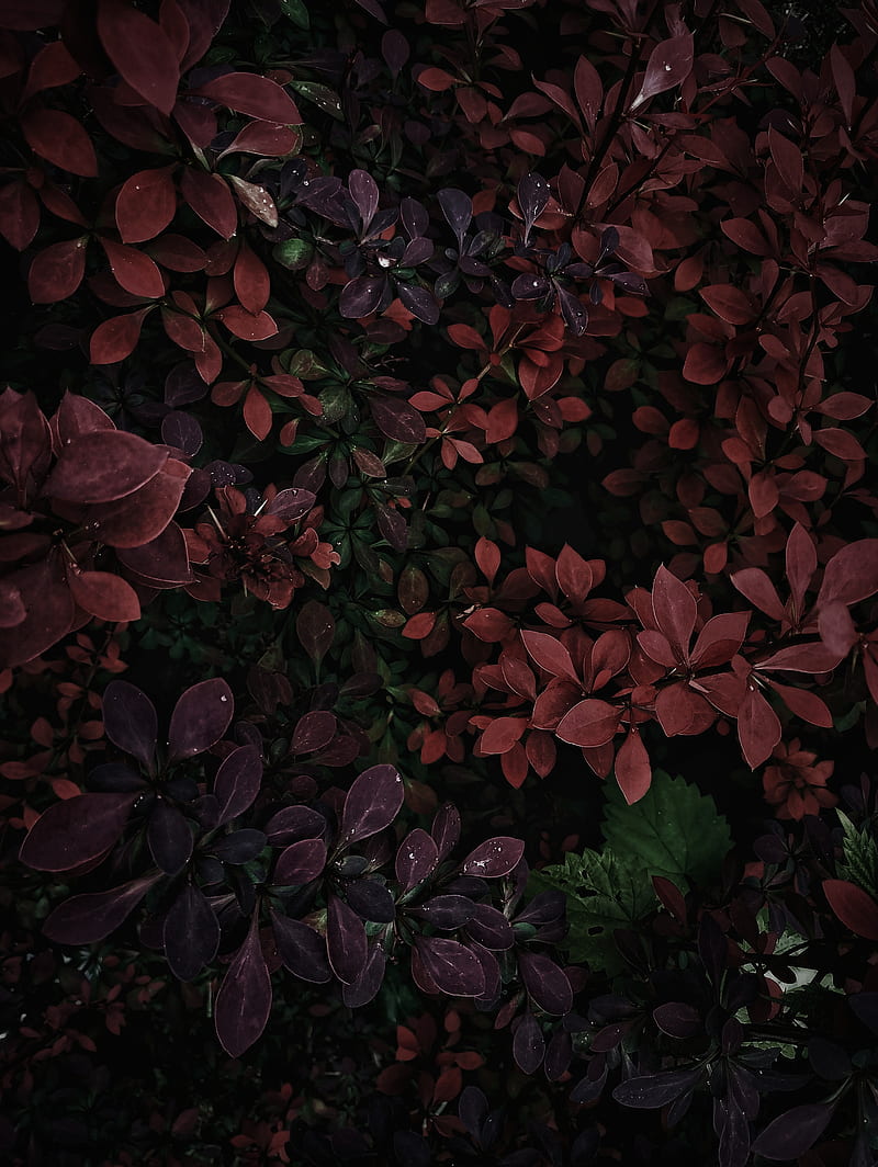 bushes, leaves, branches, plant, HD phone wallpaper