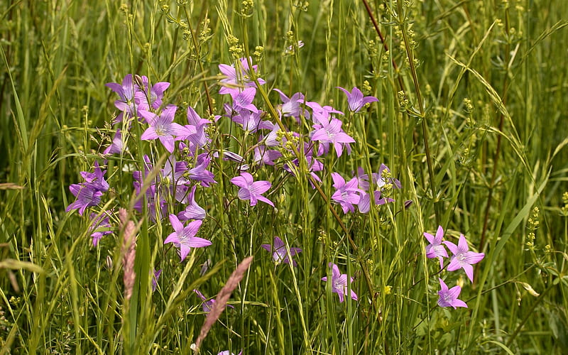 Campanillas, moradas, flores, prado, bentgrass, Fondo de pantalla HD |  Peakpx