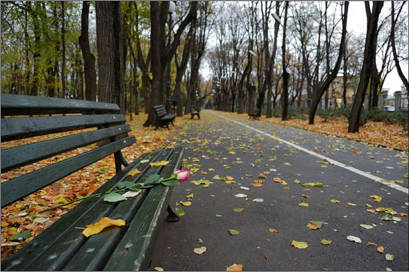 i will wait for you, fall, leaves, romantic, rose, bench, autumn day, HD wallpaper