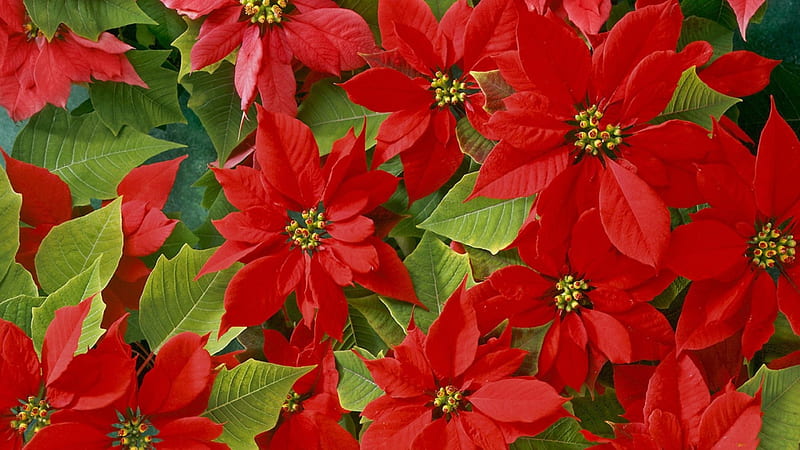 *** Star of Bethlehem ***, flower, red, flowers, nature, HD wallpaper