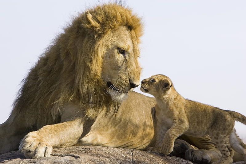 Father and Son, big cat, rock, cub, majestic, lion, approval, HD wallpaper