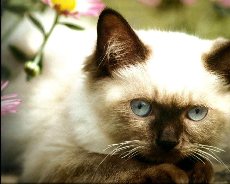 Himalayan cat 2, cute, paws, feline, himalayan, cat, HD wallpaper