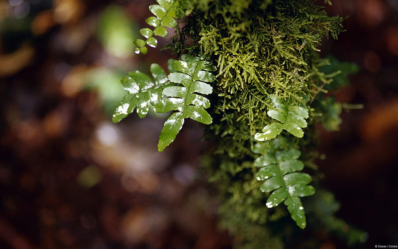 Fern leaves and lichen-Windows 10, HD wallpaper
