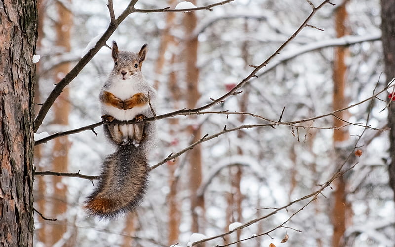 Animal, Squirrel, Rodent, Wildlife, Winter, HD wallpaper