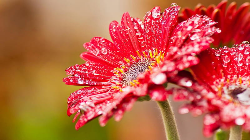 Red Spring Flowers With Water Drops Spring Background, HD wallpaper