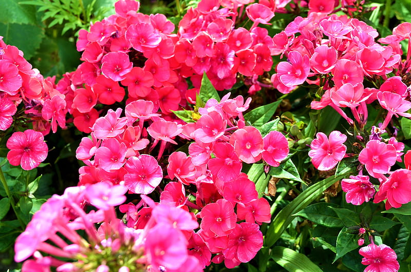 Pink Phlox, leaves, plant, summer, blossoms, petals, HD wallpaper
