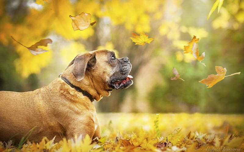 Boxer cute dog, lawn, pets, autumn, dogs, Boxer Dog, HD wallpaper