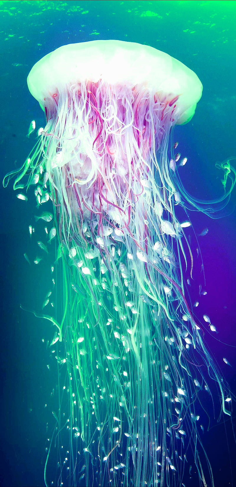Jellyfish, aquarium, fish, jelly, ocean, HD phone wallpaper