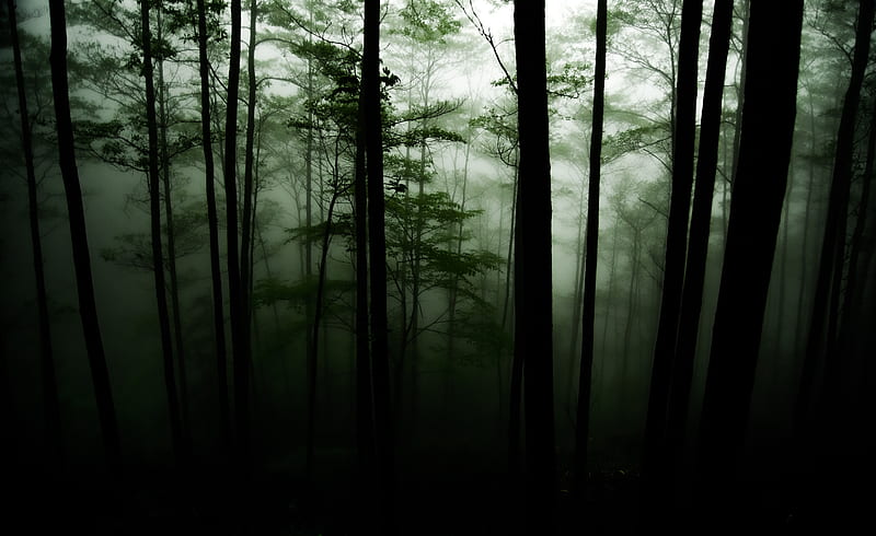 forest, trees, darkness, fog, HD wallpaper