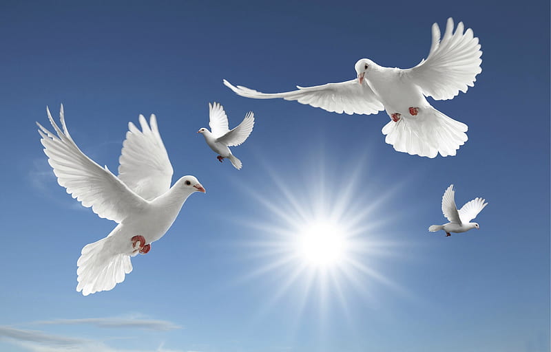 Peace for all!!!!!, heaven, dove, peace, sky, harmony, HD wallpaper