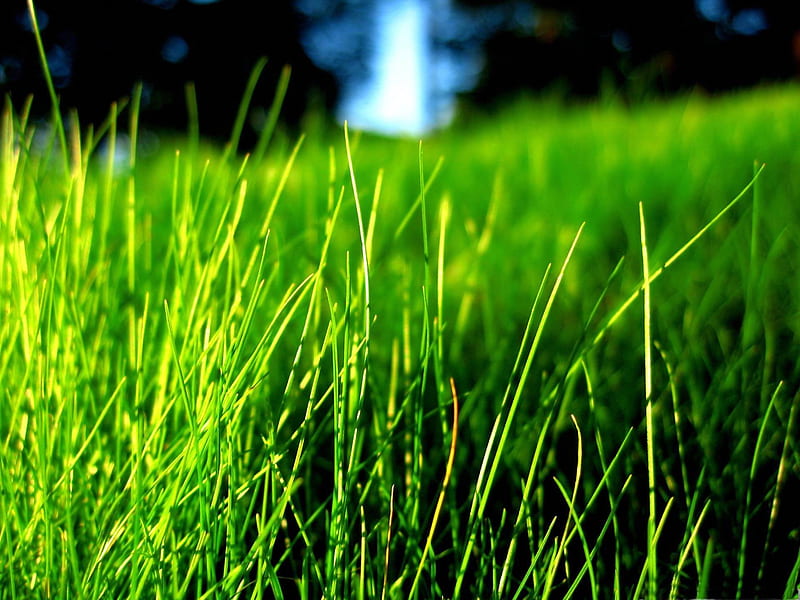 thin grass-2012 Natural plant Featured, HD wallpaper