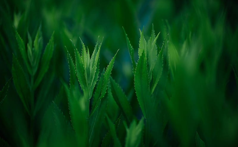 Green Coneflowers Ultra, Aero, Fresh, flowers, green, coneflower, color, chip, nikkor 105mm f/2.8 macro, nikon d850, macro, HD wallpaper