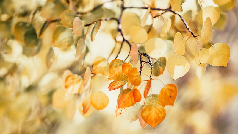 Yellow Green Autumn Leaves Tree Branches In Blur Background Autumn, HD