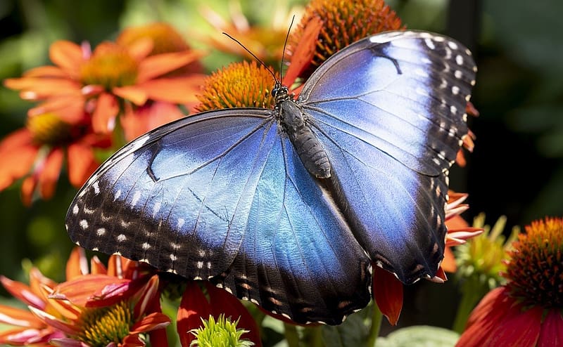 Blue morpho butterfly, szines viragok, termeszet, szarnyak, kozelkep, kek morph pillango, rovar, HD wallpaper