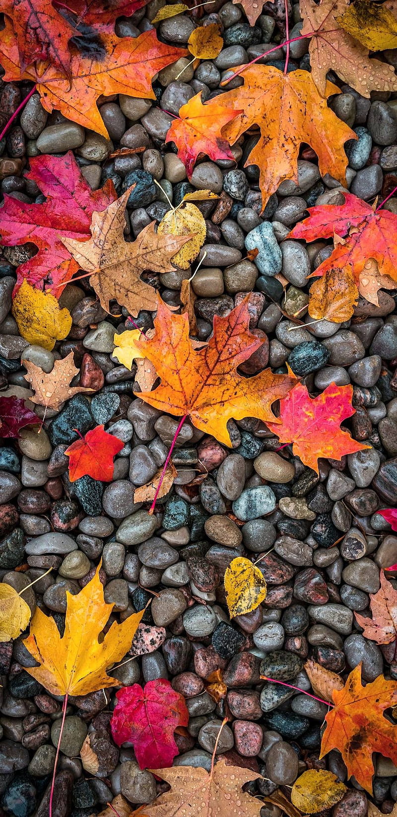 Autumn, leaves, fall, autumn fall scenes, scenes, love, iphone, HD phone wallpaper