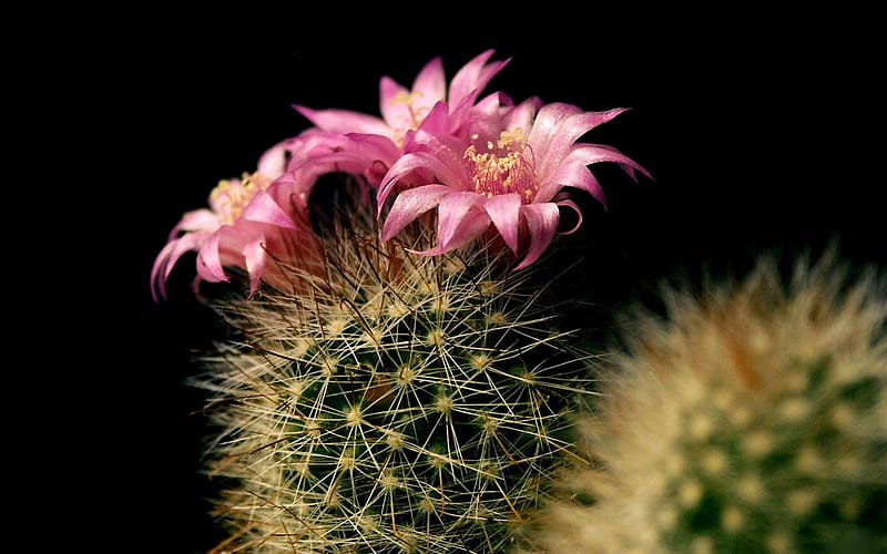 Cactus Flowers, pink flowers, cactus, HD wallpaper