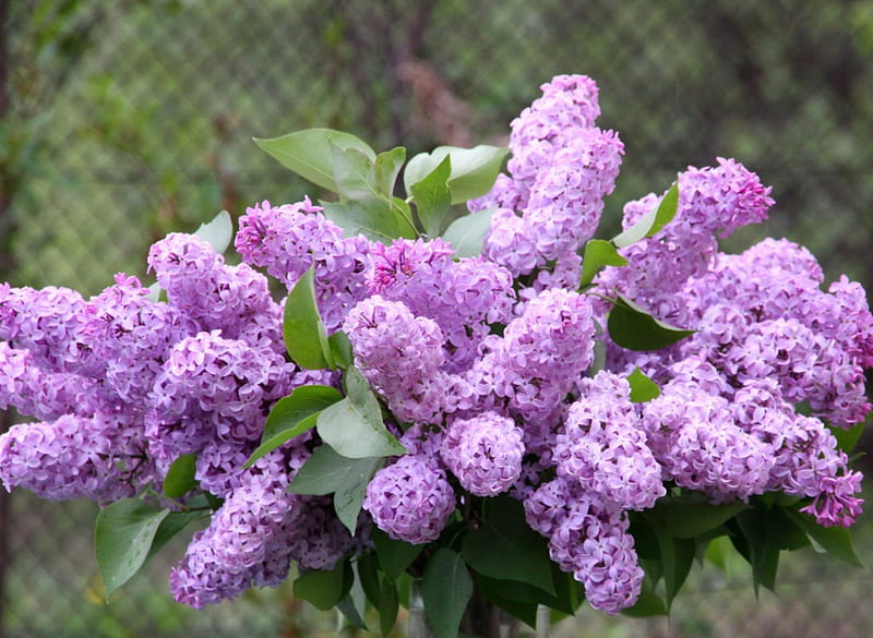 Flowers are nice. Сирень Вирджиния Беккер. Сирень спринг Сонет. Сирень обыкновенная Вирджиния Беккер. Цветущая сирень.