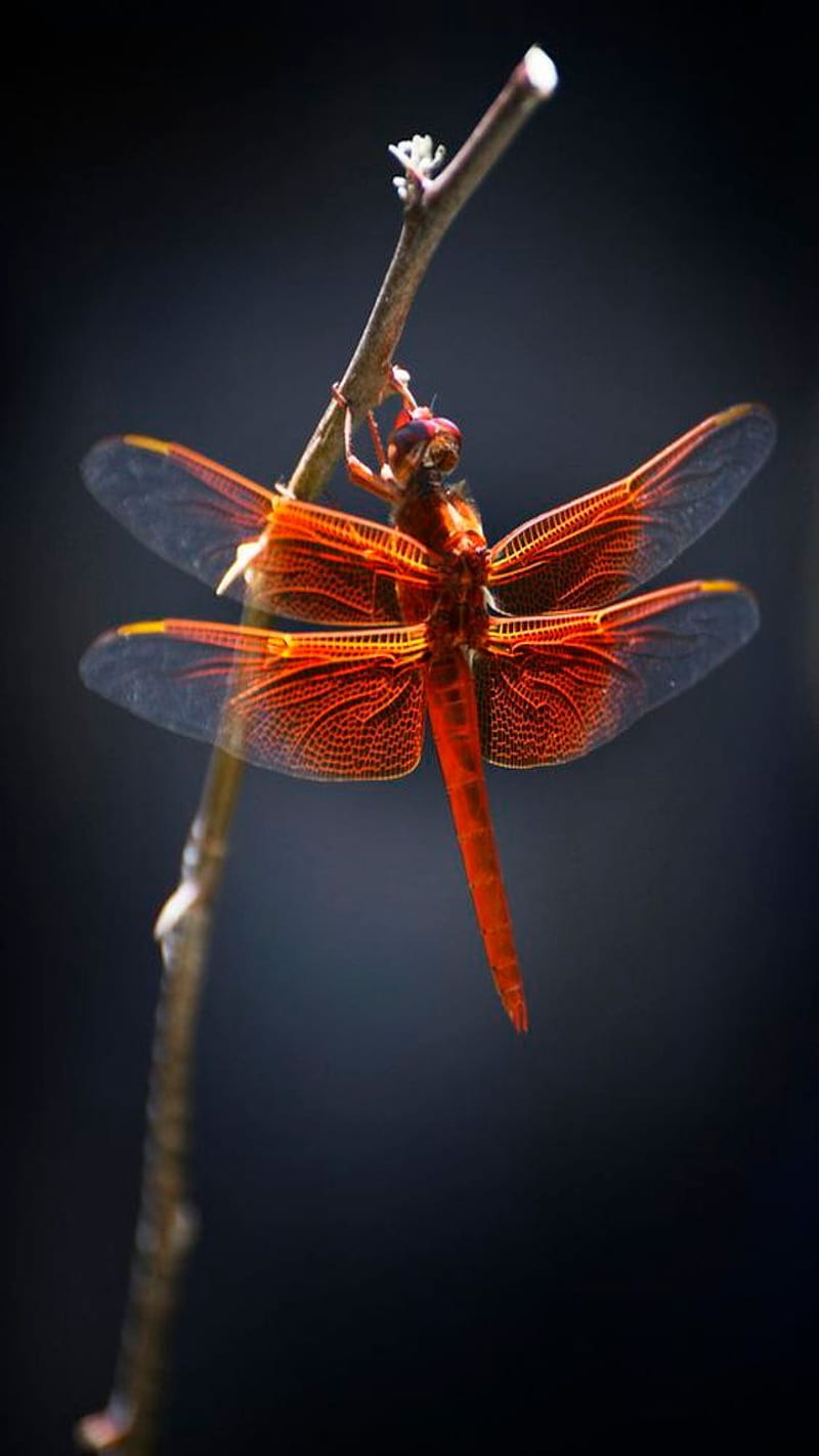 Orange Dragonfly, insect, HD phone wallpaper