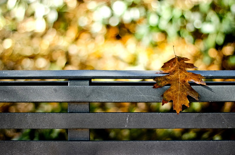 Hello October, autumn, leaves, bokeh, autumn splendor, bench, leaf, HD wallpaper