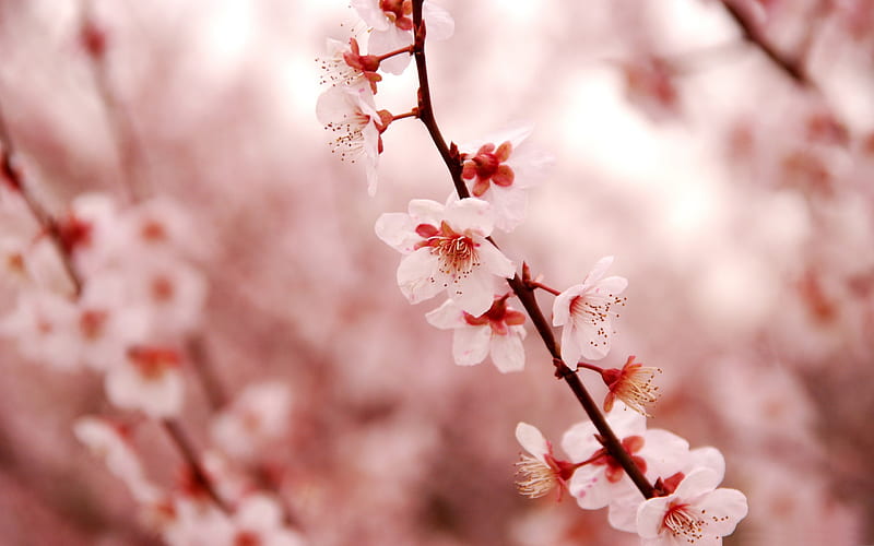Beautiful Japanese cherry blossom season 05, HD wallpaper