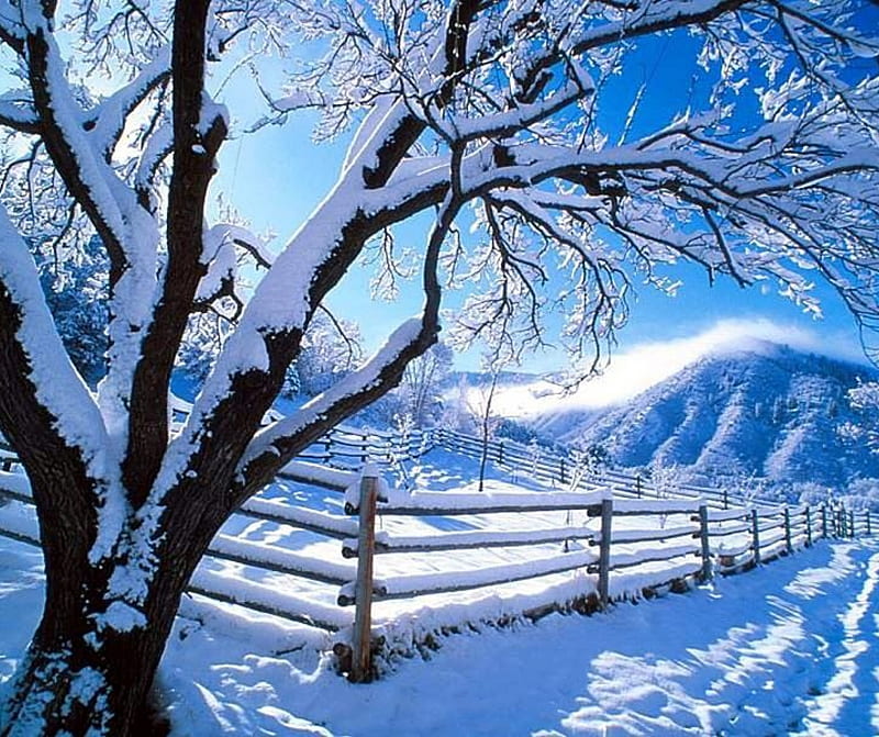 Winter Day, blue, christmas, mountains, snow, tree, winter, HD wallpaper