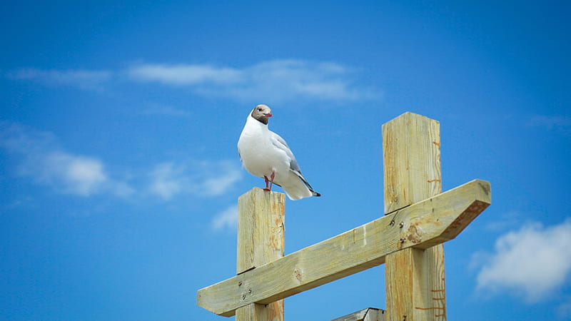 Seagull Bird Is Standing On Wood With Background Of Blue Sky With Clouds Birds, HD wallpaper