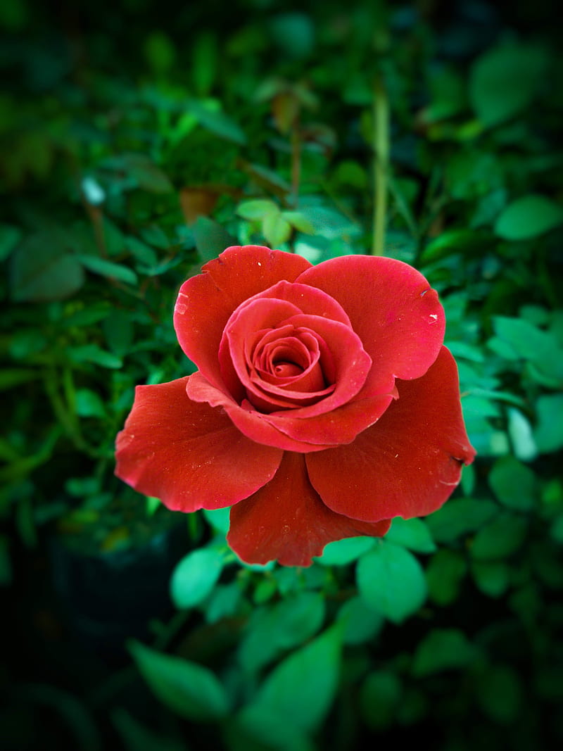Rosa son rojas, hoja, naturaleza, plantas, rosa roja, rosa, rosas, Fondo de  pantalla de teléfono HD | Peakpx