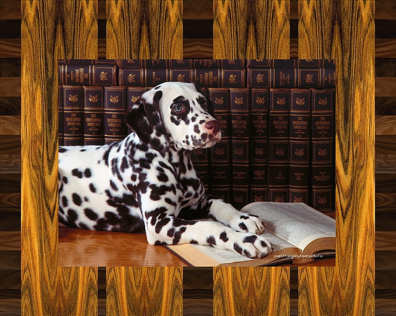 Professor Dal Mation, dog, puppy, HD wallpaper