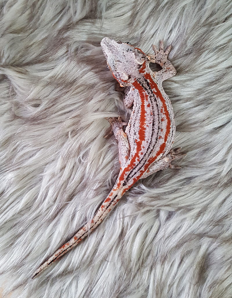 Gargoyle Gecko, fur, gray, lizard, orange, reptile, scales, white, HD phone wallpaper