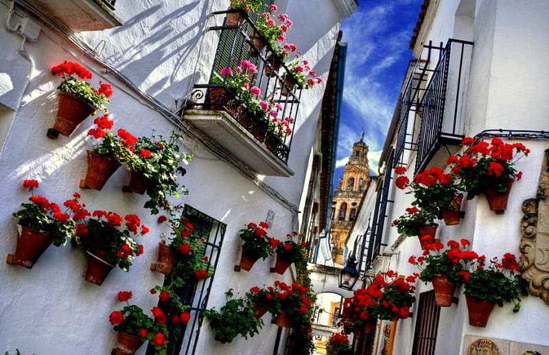 Cordoba Flowers, geraniums, balcony, buildings, flowers, cordoba spain, pink and red flowers, HD wallpaper