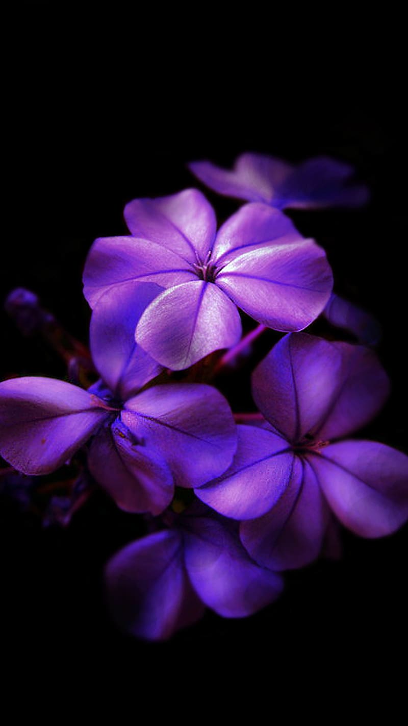 Aesthetic Purple Flowers With Black Background, aesthetic purple, flowers, purple color, black background, HD phone wallpaper