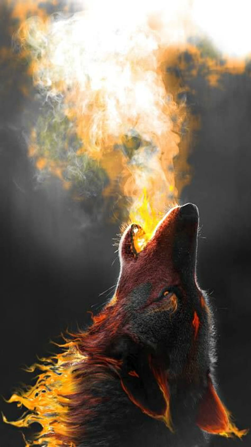 Wolf, abstract, animal, animals, fire, nature, other, HD phone wallpaper