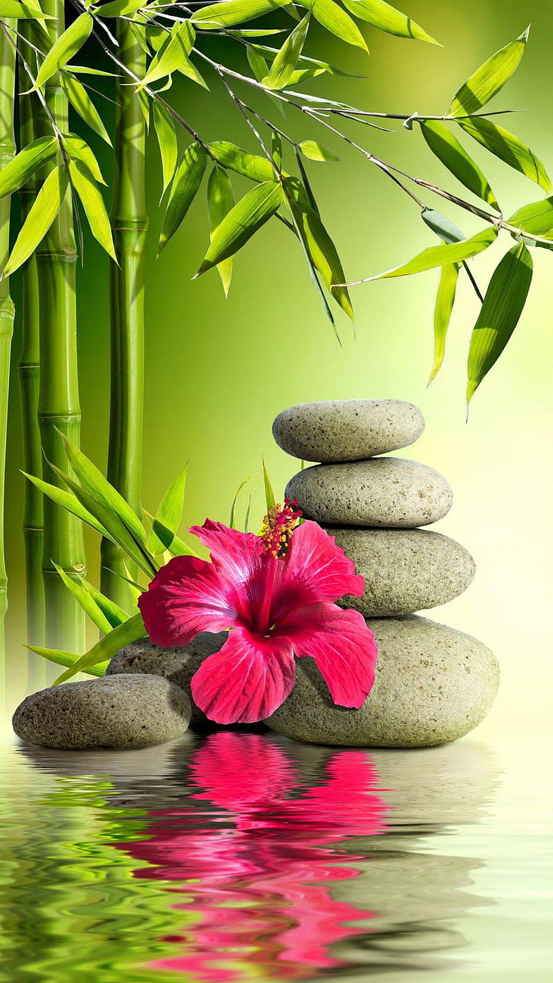 Zen stones, flower, green, leaves, red, reflexion, water, HD phone wallpaper