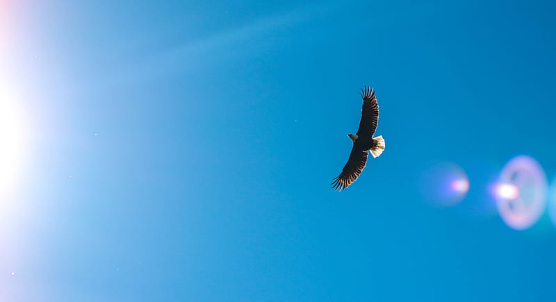 worms eye view graphy of eagle flying across the sky, HD wallpaper