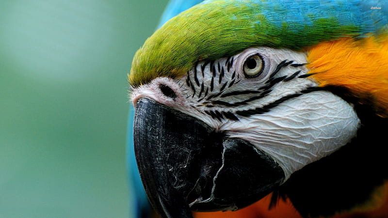 macaw, parrot, head, bird, HD wallpaper