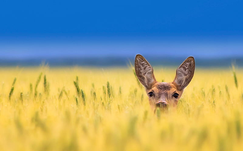 Roe deer, wheat field, sky, wildlife, Capreolus capreolus, Ukraine, HD wallpaper