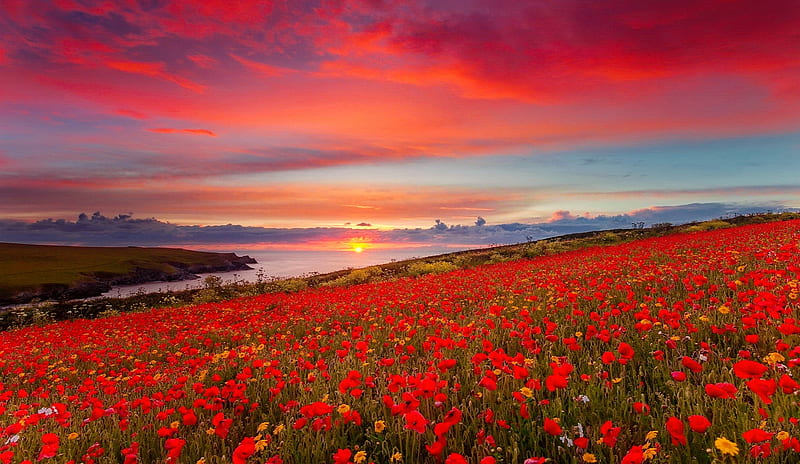 Poppy field at sunset, field, poppies, red, fiery, flowers, bonito, sky, HD wallpaper