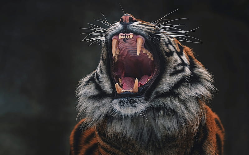 tiger, rage, fangs, wildlife, angry tiger, predator, wild cat, dangerous animals, tigers, HD wallpaper