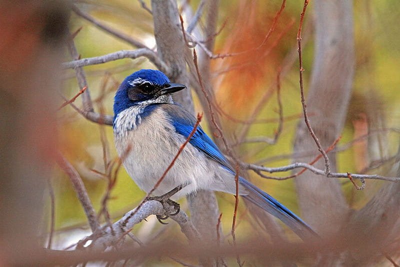 SCRUB JAY, male, lovely, trees, blue, HD wallpaper