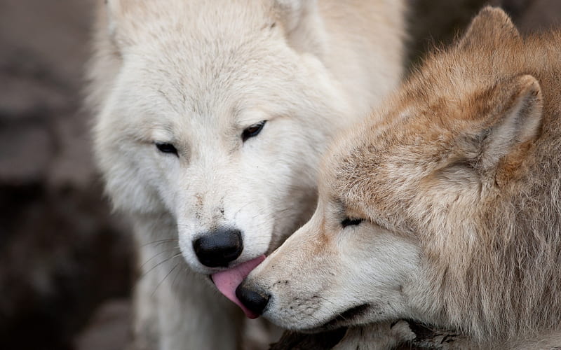 wolves, predators, forest, wildlife, white wolf, dangerous animals, forest inhabitants, HD wallpaper