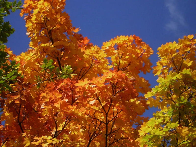 Autumn 2012, autumn, tree, herbst, leaves, 2012, HD wallpaper