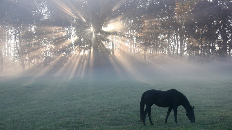 horse grazing in a meadow at sunrise, morning, trees, horse, meadow, fog, HD wallpaper