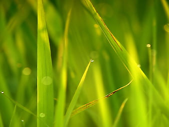 Grass, windows vista, nature, green, HD wallpaper | Peakpx