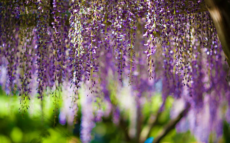 Wisteria, pretty, lovely, colors, purple flowers, bonito, bokeh, splendor, green, purple, flowers, beauty, nature, HD wallpaper