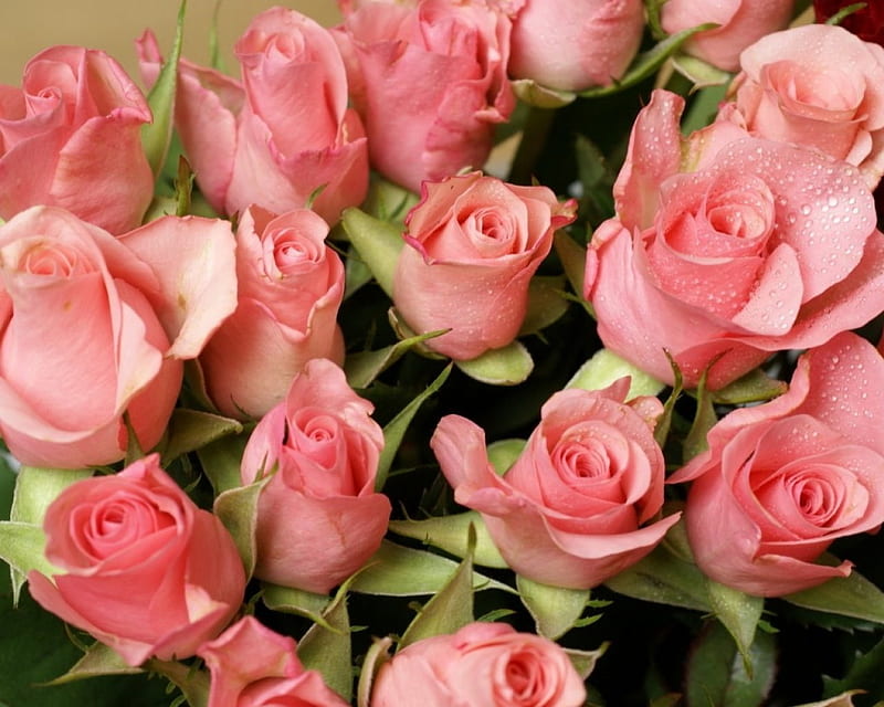 Pink Roses, flowers, roses, pink, many, HD wallpaper