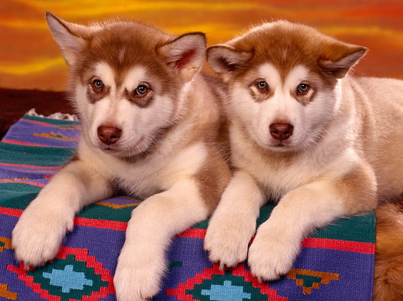 twins, nice, good, beauty, sold, ninthu, dog, sooo, HD wallpaper