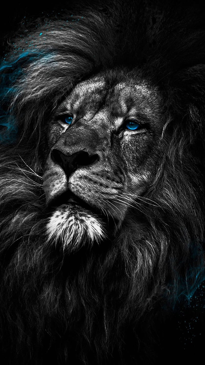 Lion, black, king, HD phone wallpaper